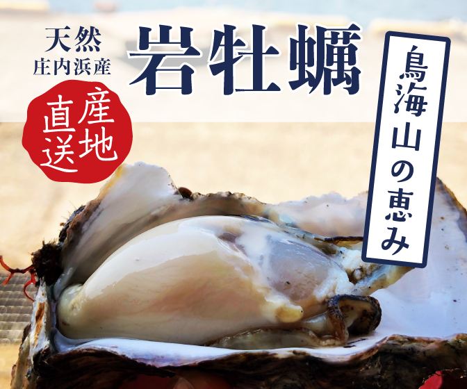 今が旬!!庄内浜の天然岩牡蠣！